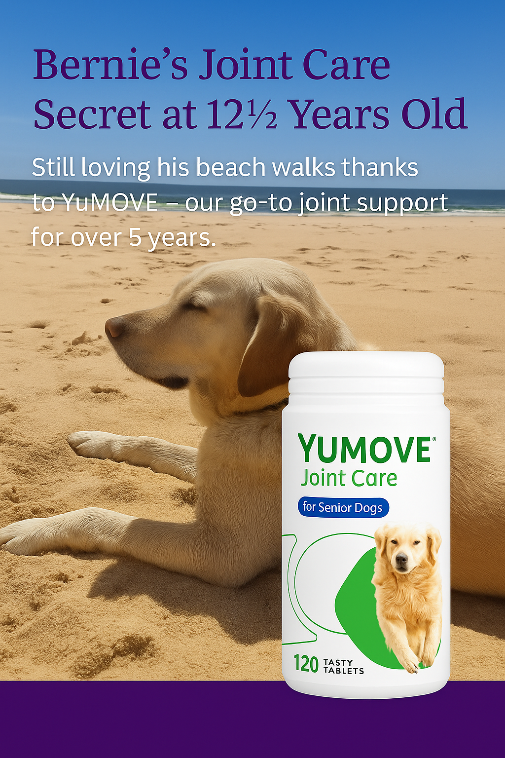 Senior Labrador dog Bernie relaxing on a beach with a YuMOVE Joint Care bottle, showcasing 5 years of joint support experience for senior dogs.