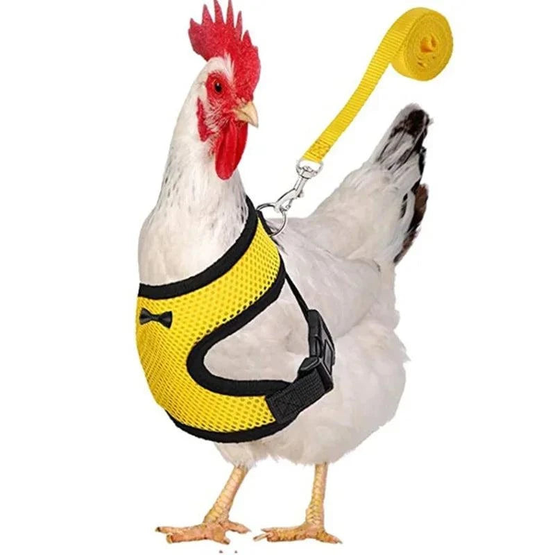 Hen wearing lightweight harness vest for training or outdoor walks.