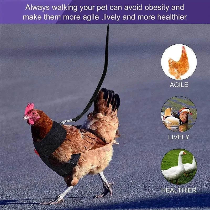 Adjustable chicken harness with leash in breathable fabric for small pets.