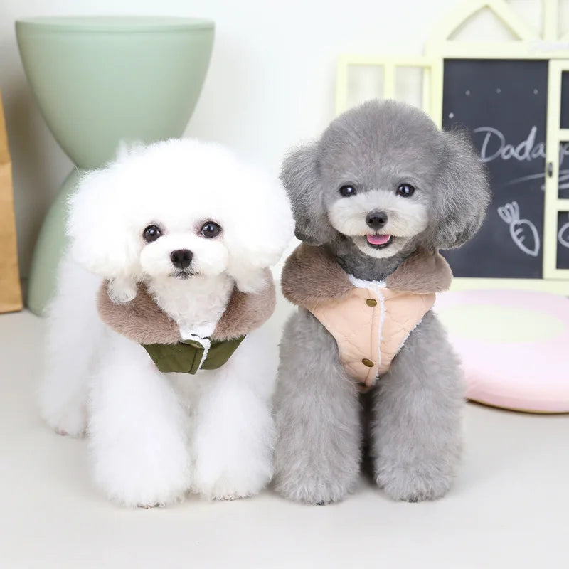 Two small dogs, one white and one gray, wearing matching outfits on a light background.