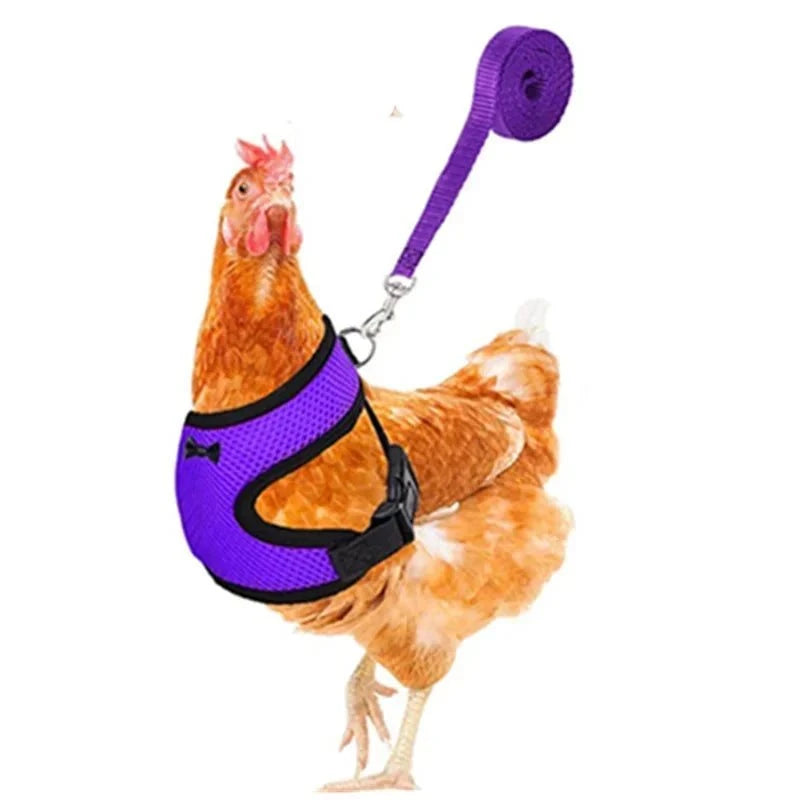Hen wearing lightweight harness vest for training or outdoor walks.