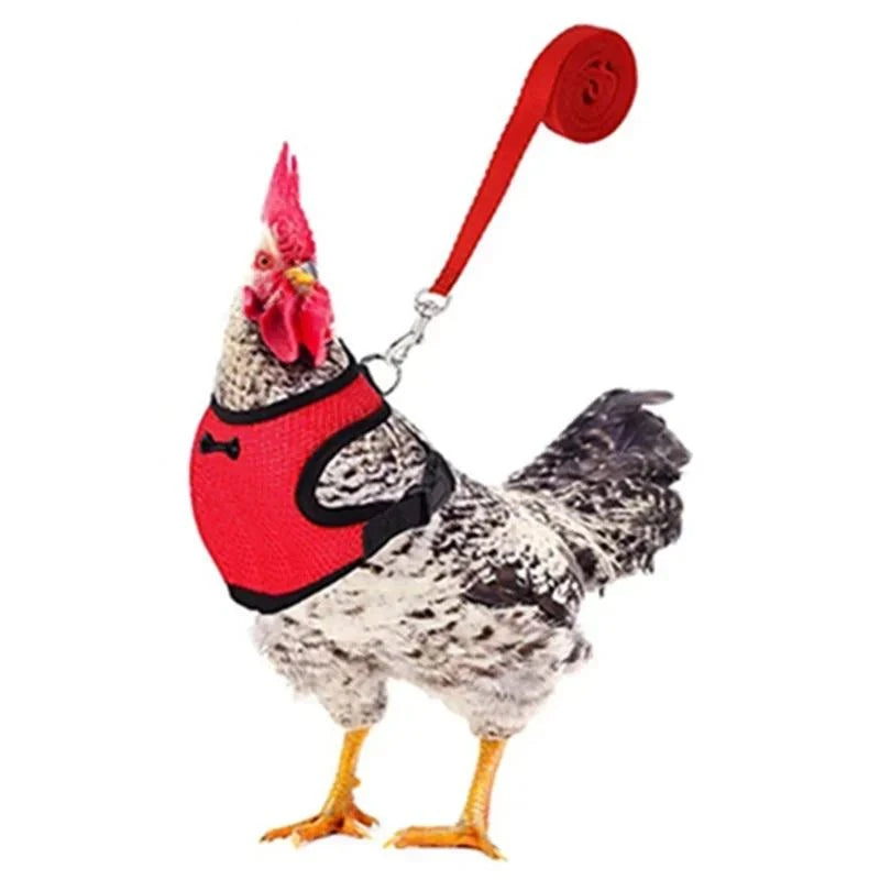 Chicken leash and harness set – safe and comfortable poultry accessory.