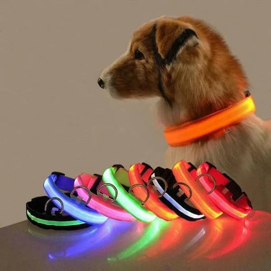 Colorful LED glowing pet collar designed for nighttime safety for dogs and cats