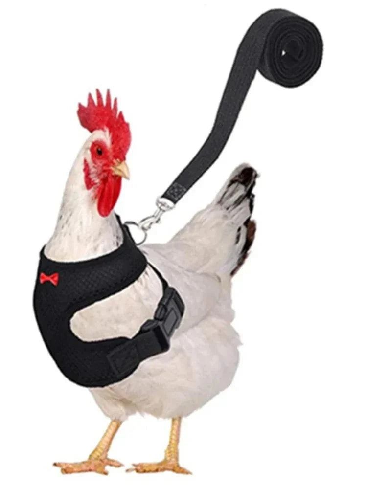 Hen wearing lightweight harness vest for training or outdoor walks.