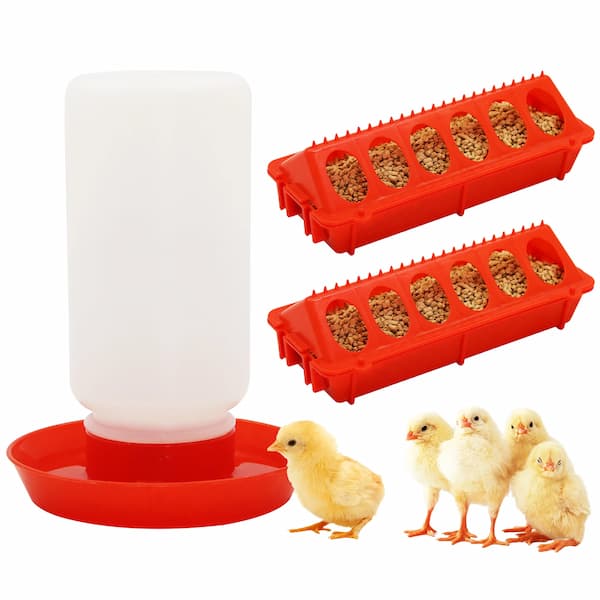 Red poultry feeder and waterer with chicks on a white background