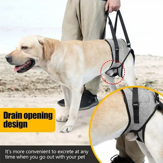 Dog using a walking aid with a person, set against a scenic background, featuring text about pet care products.