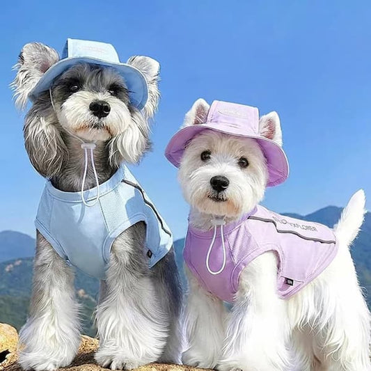 Happy dogs wearing breathable cooling vests and matching sun hats on a sunny summer walk on the mountains.