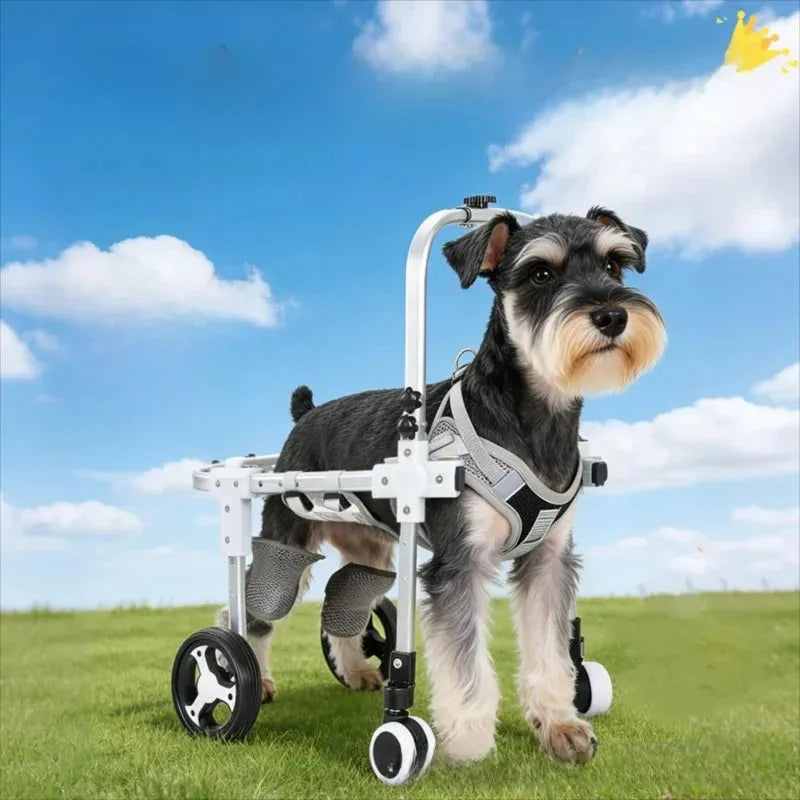 Dog using a wheelchair on a grassy field with a blue sky.