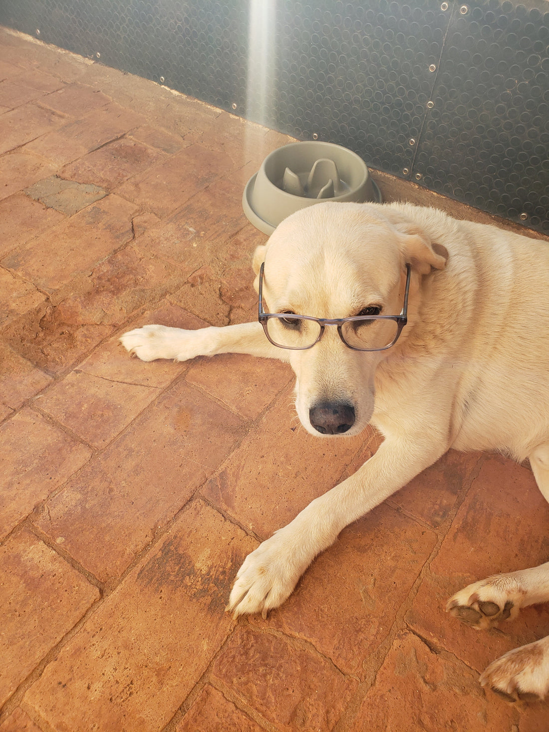 Bernie relaxing indoors during warm weather while staying cool and comfortable on a hot summer day.