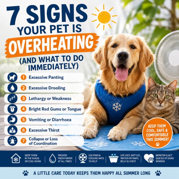 Dog and cat staying cool during summer with cooling mat and heat safety tips showing 7 signs of pet overheating and what to do immediately.