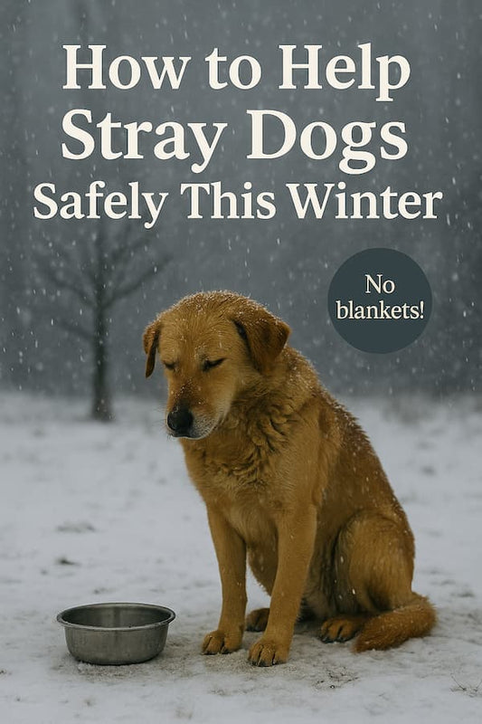 Real-life photo of a stray dog curled up in the snow beside a glowing streetlamp, with snow falling around him — used to illustrate a winter safety guide for helping stray dogs.