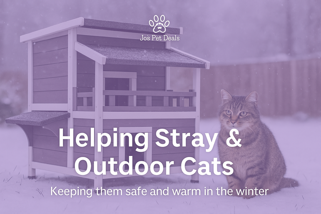 Winter scene with a scared stray cat sitting in the snow beside a warm wooden outdoor cat house, highlighting the need to protect homeless cats during cold weather.