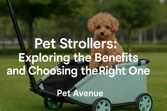 Golden retriever sitting in a stylish foldable pet stroller – blog about the best dog and cat strollers for outdoor walks