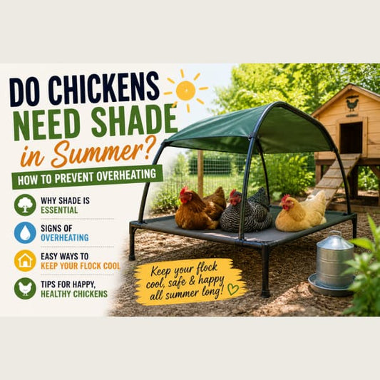 do chickens need shade in summer how to keep chickens cool in hot weather