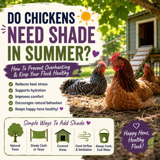 Infographic showing backyard chickens resting in shaded areas during summer with tips for preventing overheating and keeping hens cool and healthy