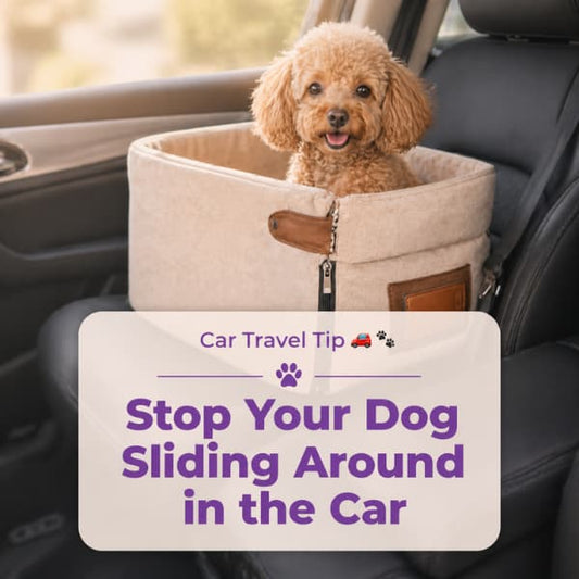 Dog sitting safely in car booster seat to prevent sliding during travel