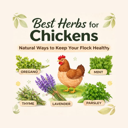Best herbs for chickens including oregano mint lavender thyme and parsley for natural chicken health