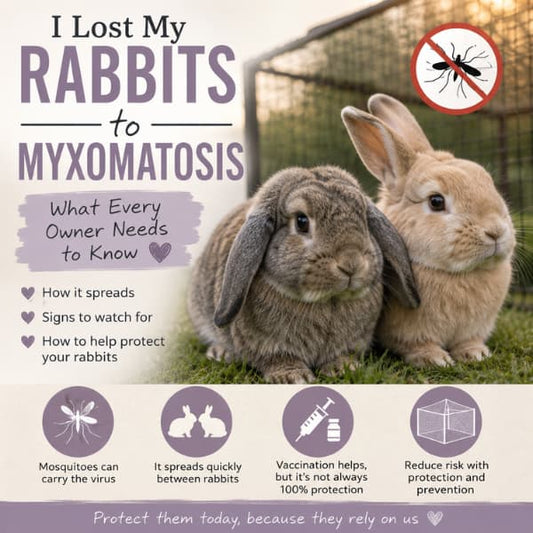 Two rabbits outdoors with text about myxomatosis awareness, how it spreads, and ways to protect rabbits from mosquitoes