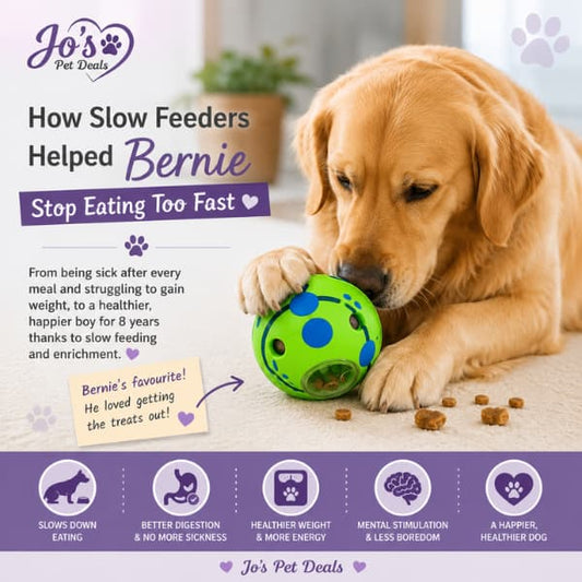 Golden Retriever using a green slow feeder treat ball toy with Jo’s Pet Deals branding, showing how slow feeders can help dogs eat slower, improve digestion, reduce sickness, and support healthy weight gain.