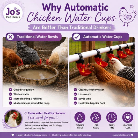 Comparison of automatic chicken water cups and traditional water bowls showing cleaner water, less waste and healthier backyard chickens