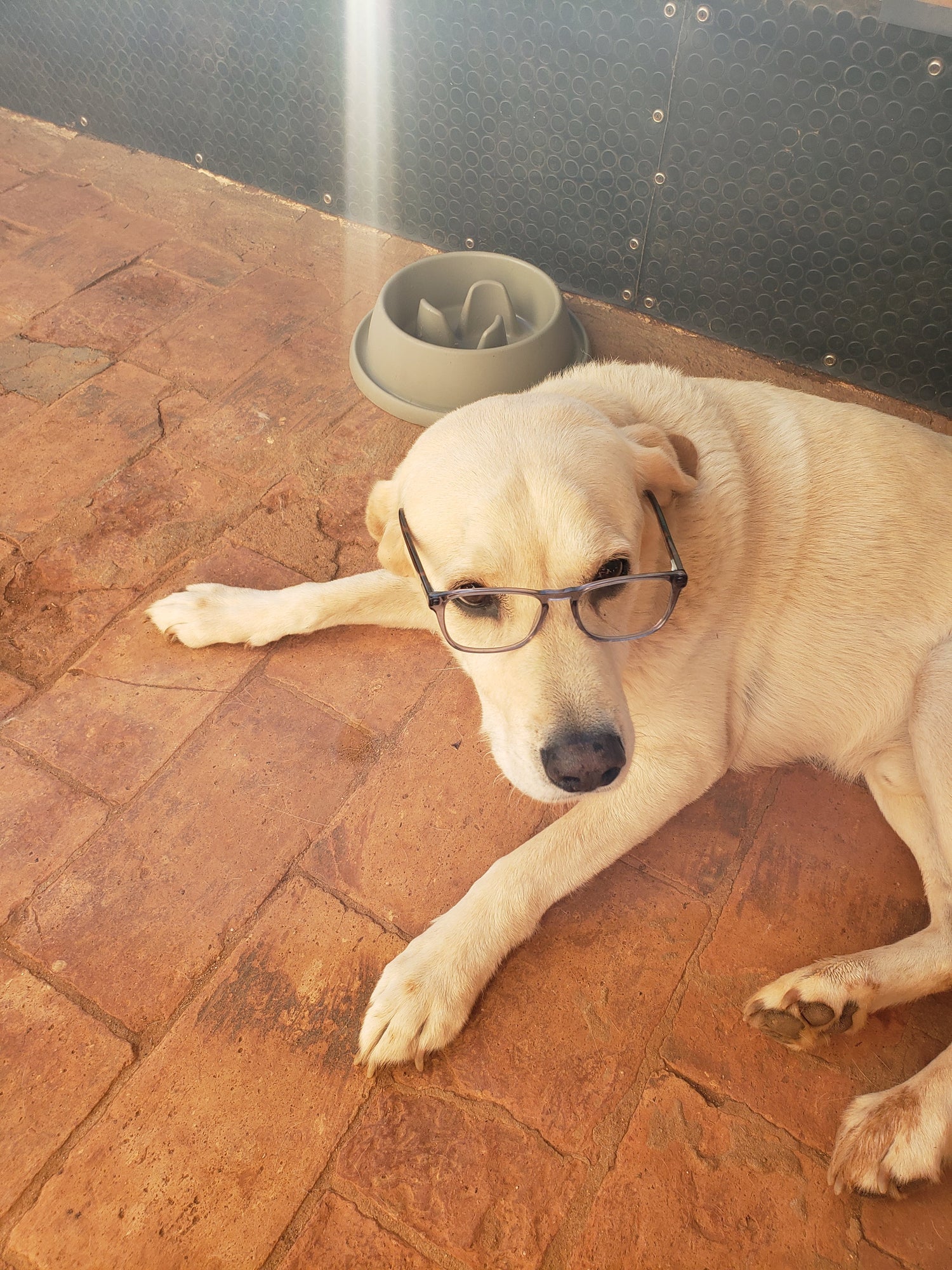 Labrador dog wearing glasses relaxing beside a slow feeder bowl – pet feeding and training product