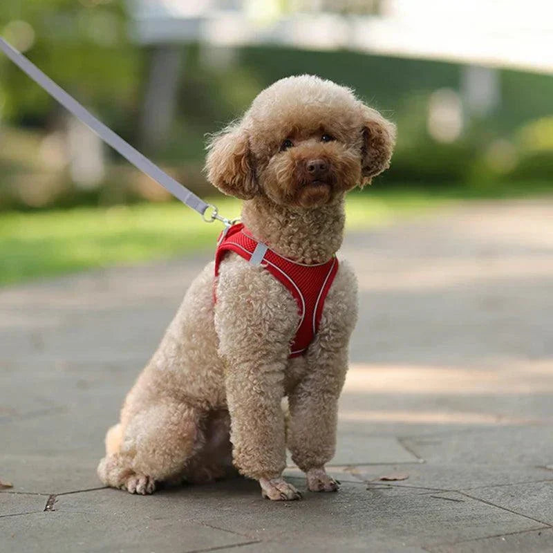 Pet Harness & Leads for Dogs & Cats - Jo's Pet Deals