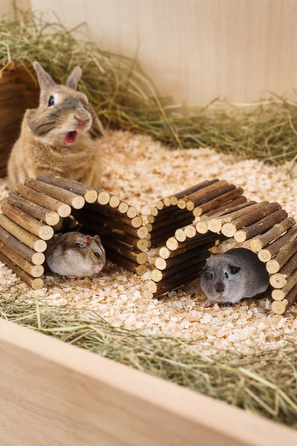 Natural willow chew tunnel toy for rabbits, guinea pigs and hamsters providing a safe hideout and teeth grinding enrichment.