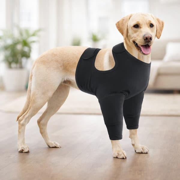 Dog wearing a black recovery suit for front legs, providing soft protection and comfort during recovery
