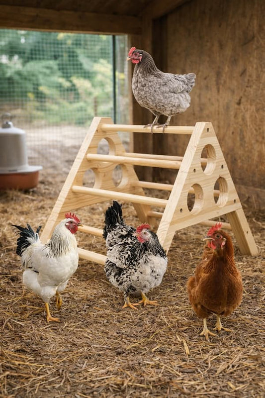 wooden chicken roosting ladder perch with hens inside backyard chicken coop