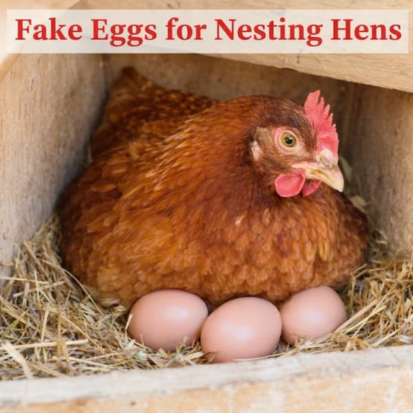 Chicken sitting on fake eggs in a nest with text 'Fake Eggs for Nesting Hens'.