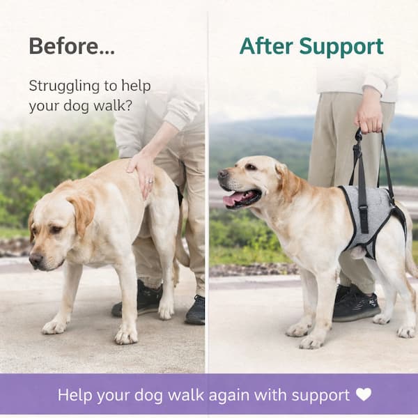 Dog using a walking aid with a person, set against a scenic background, featuring text about pet care products.