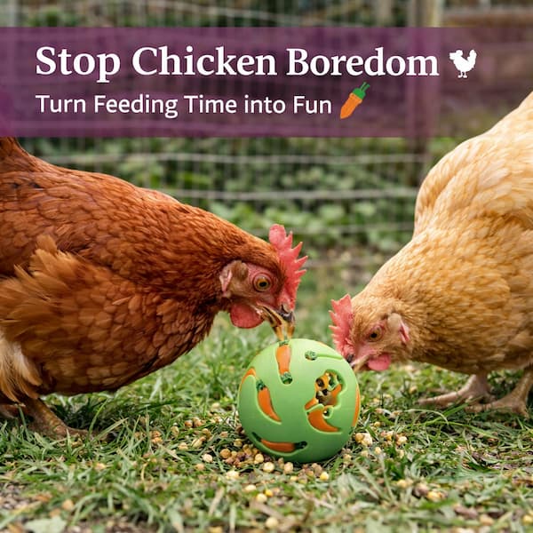 chicken treat ball feeder interactive foraging toy for chickens rabbit food dispenser enrichment toy