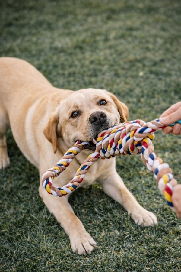 indestructible dog rope toy heavy duty chew toy for large dogs aggressive chewer tug toy cotton rope