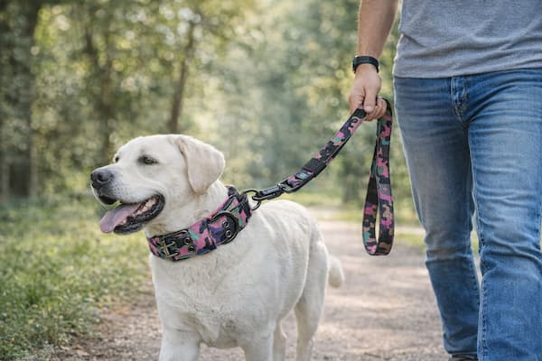 tactical dog collar and leash set heavy duty
