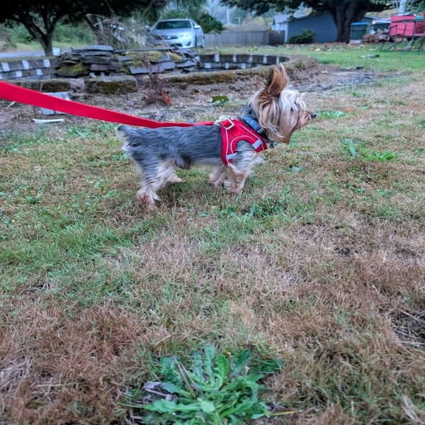 Small Yorkshire Terrier wearing a red dog harness and leash – lightweight, adjustable, and comfortable for walks