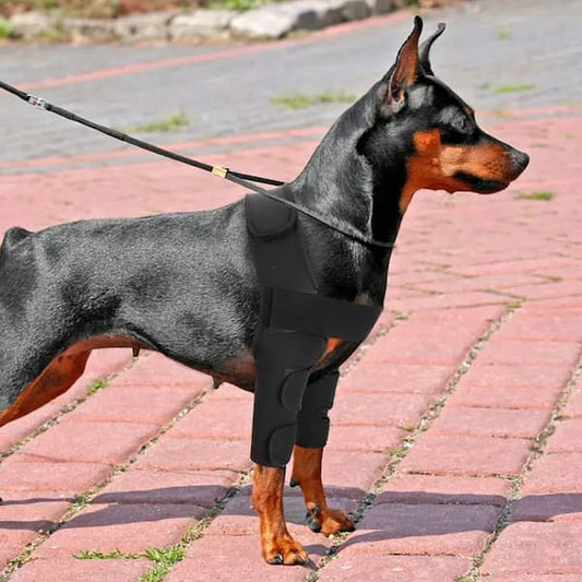 dog wearing adjustable front leg support wrap breathable dog leg brace for comfort and stability