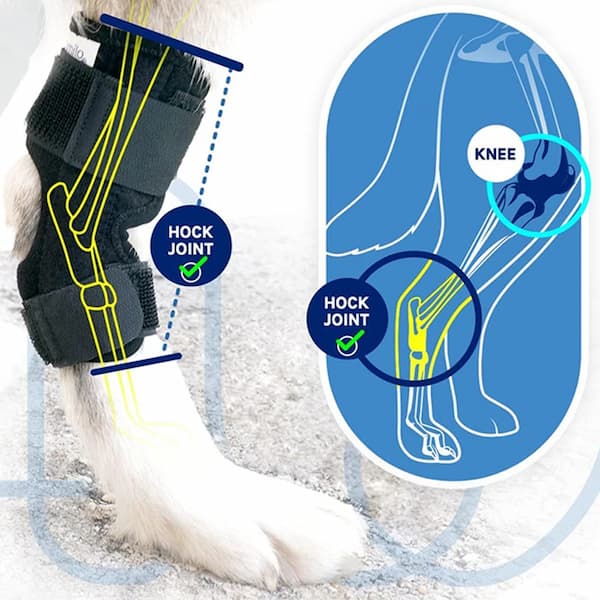 Dog hock joint brace with labeled diagram of knee and hock joints on a white background