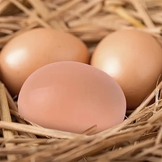 fake nest eggs for chickens in nesting box training hens to lay eggs correctly