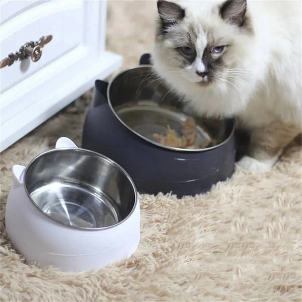 Cat sitting next to a black and white pet bowl on a carpeted floor.