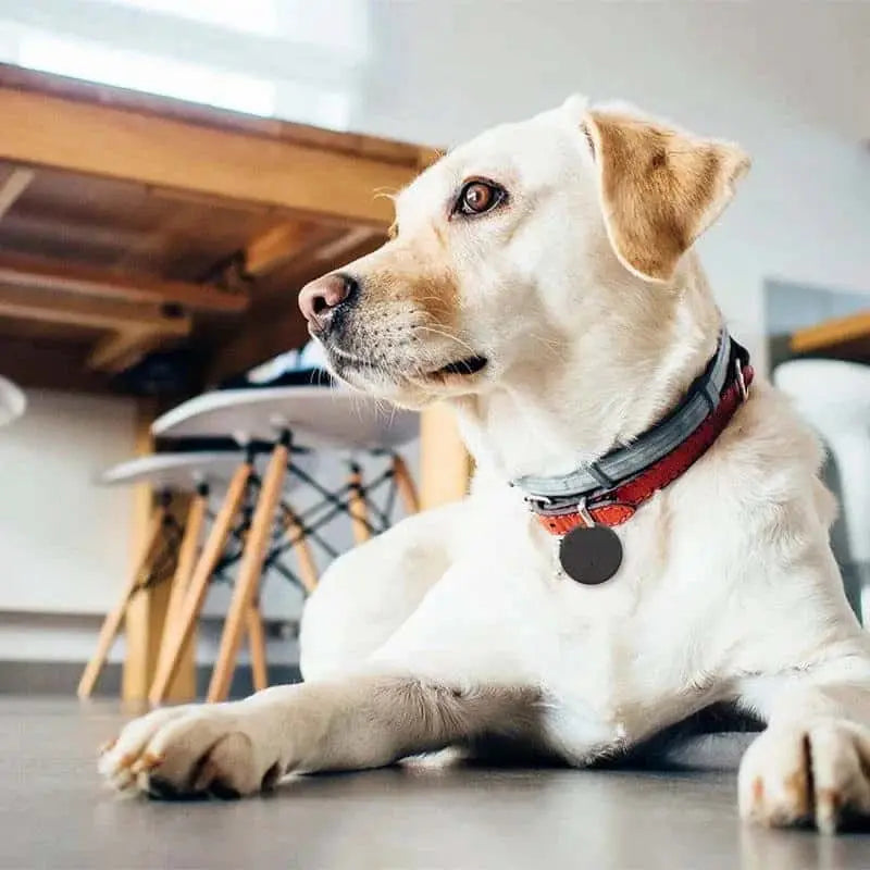 Mini GPS tracker on dog collar for anti-lost protection.