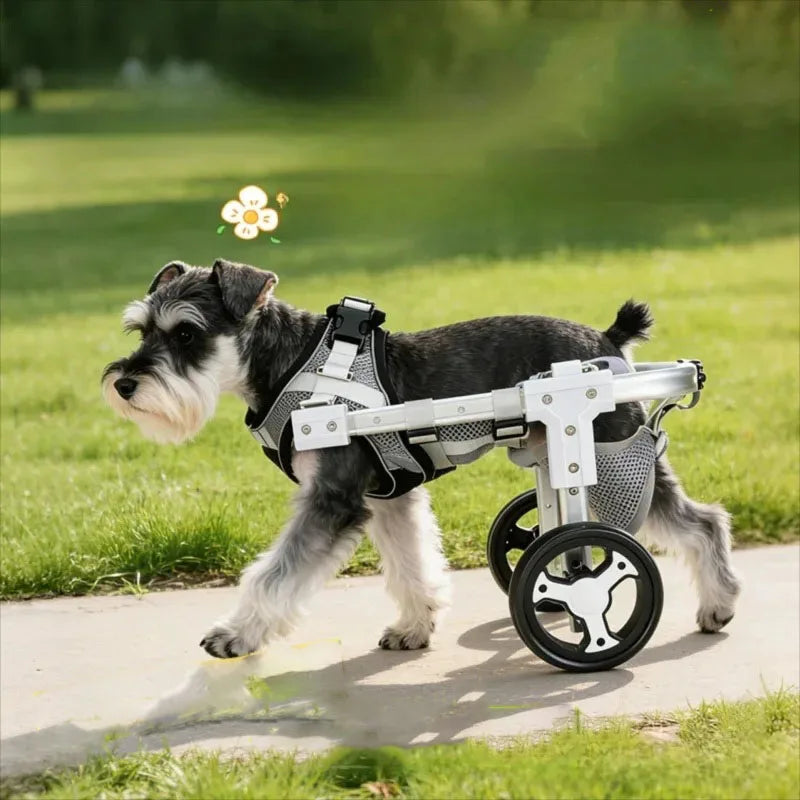 Dog in a pet wheelchair on a grassy area