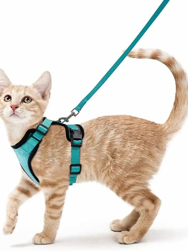 Cat wearing a teal harness and leash on a white background