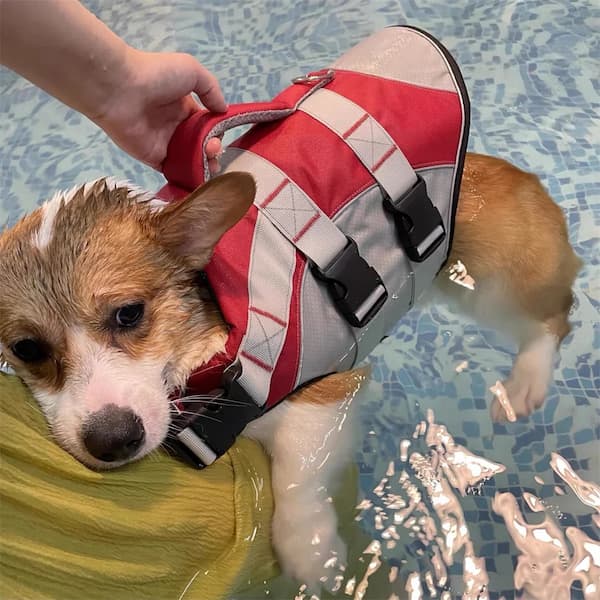 Dog wearing a red and gray life jacket in a pool