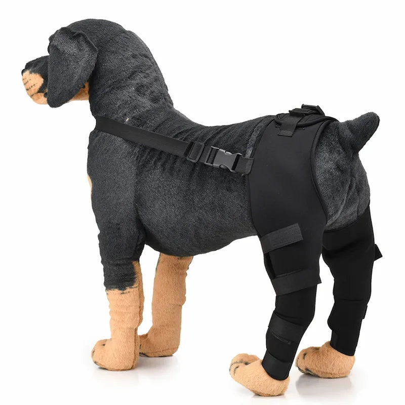 Dog wearing rear leg support brace – black adjustable wrap for mobility and joint comfort

