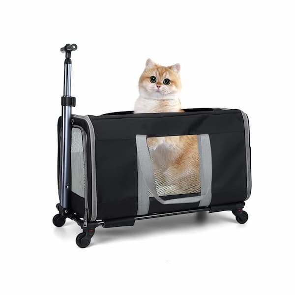 Pet carrier with a cat inside on a white background