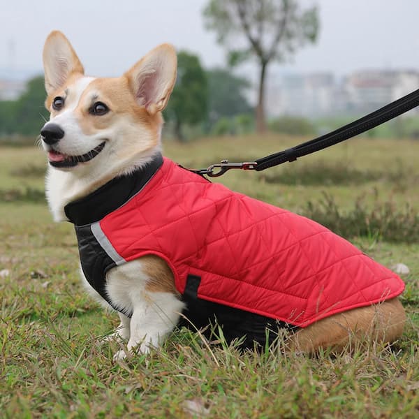 Dog wearing warm waterproof winter jacket showing D-ring, reflective strips, drawstring and windproof design