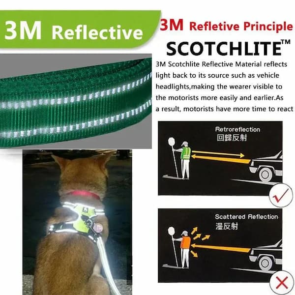 Dog wearing a reflective harness with 3M Scotchlite technology, showing how it enhances visibility to motorists.