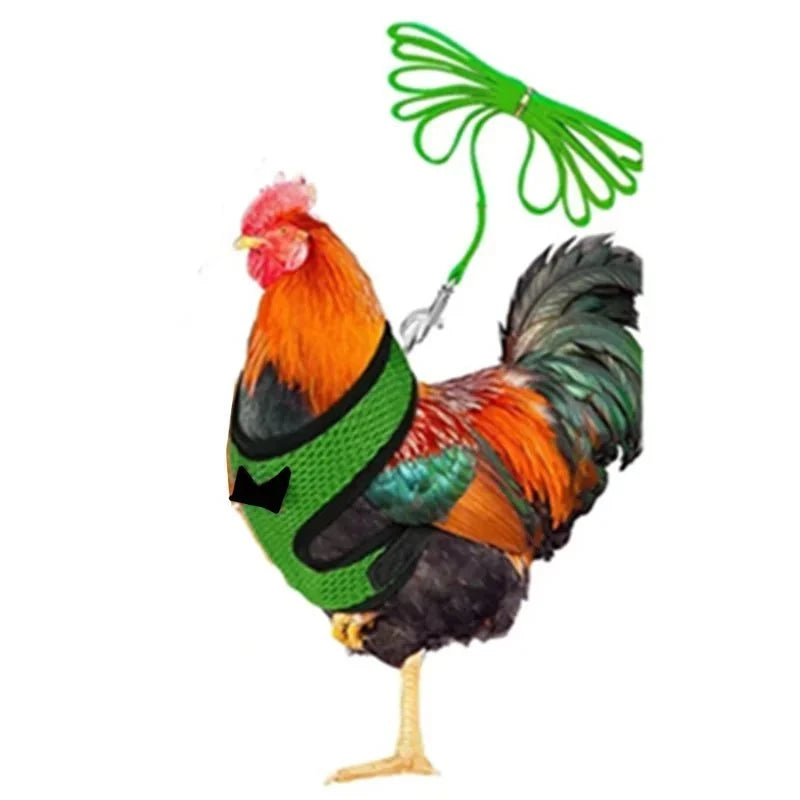 Hen wearing lightweight harness vest for training or outdoor walks.