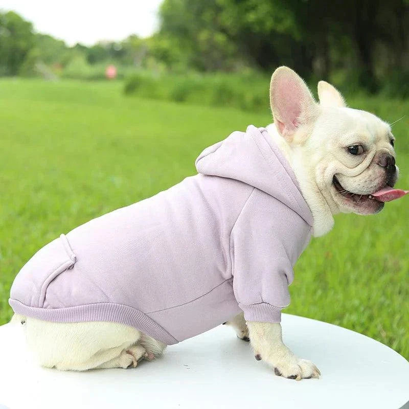 Small dog wearing a warm hooded sweater in a grassy park.