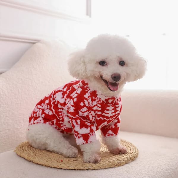 White dog wearing a red and white patterned sweater on a light-colored surface.